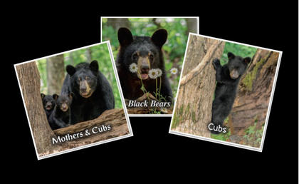 Beautiful Bear Calendars