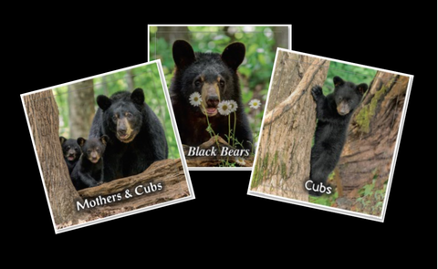 Beautiful Bear Calendars